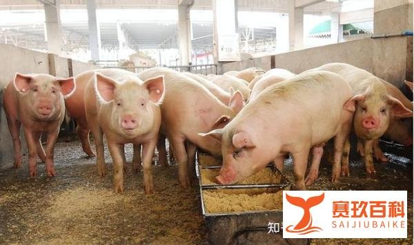 养猪暴发户不想让你知道的5个秘密