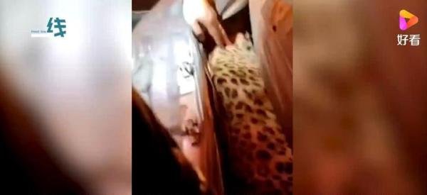 追尾车辆藏金钱豹 林业局:司机捡的 这是咋情况？