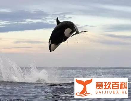 胖子都是潜力股，不信你看…