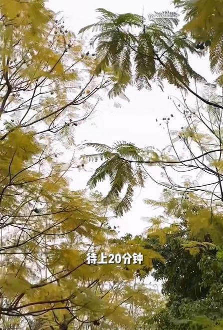 建议打工人周末在公园待20分钟！