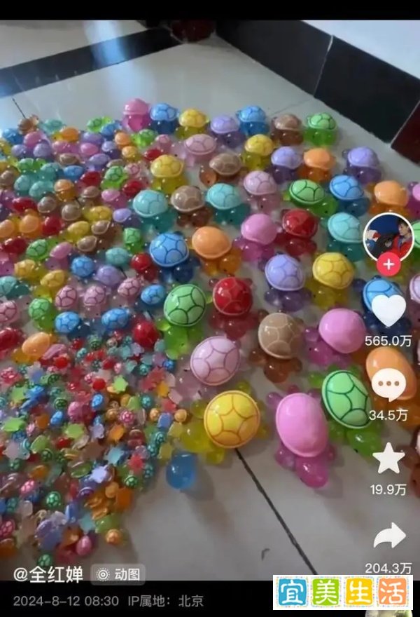 义乌老板24小时加班做乌龟 老板：供不应求，缺人给乌龟画眼睛