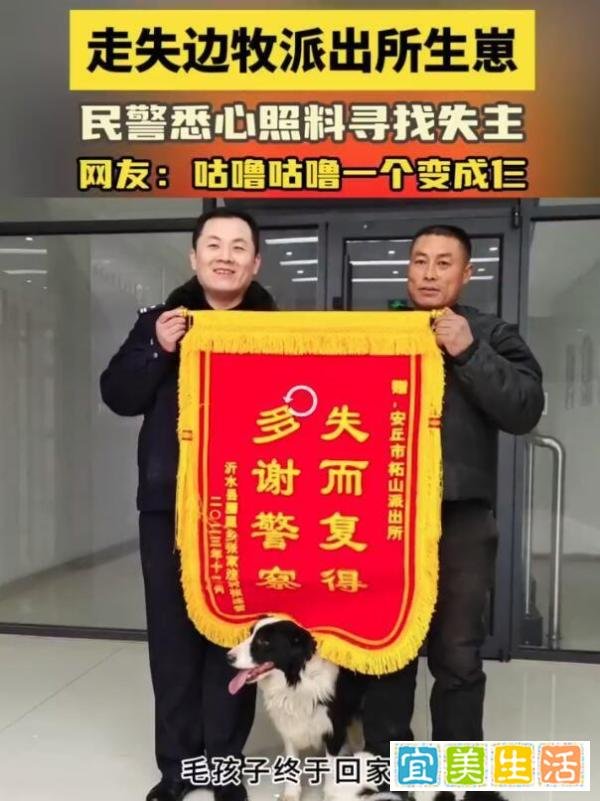 1只边牧被救咕噜咕噜变3只