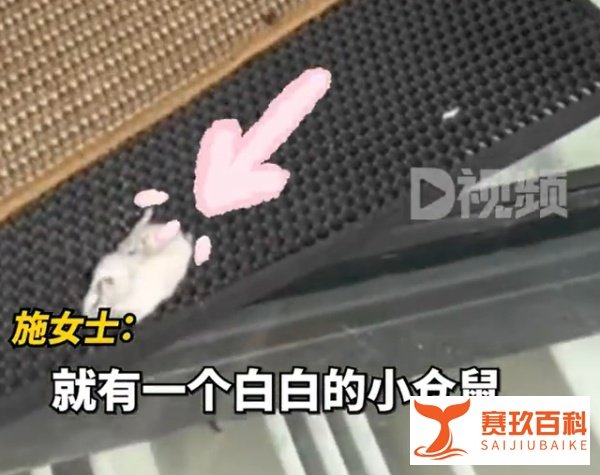 女子投喂流浪猫1年，猫咪赠仓鼠作为回报