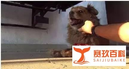 【萌宠】我愿意在这等你十年！只为你