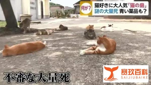 日本“猫岛”60多只猫咪的非自然死亡之谜解开了……