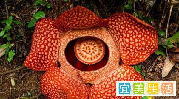 印尼朋古鲁村民发现臭尸百合 长相奇特——荒原猫的茶话会