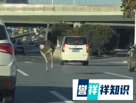 郑州鸵鸟出逃大结局 主人现身致歉：母鸵鸟首先出逃 公鸵鸟“寻妻心切”网友:为爱不顾一切