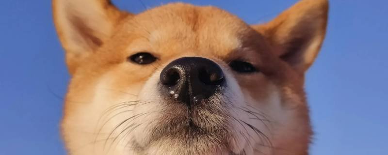四双红梅猜一生肖