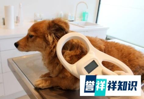 希望的曙光！3月1日起，湖北省遗弃饲养犬最高罚款5000元！