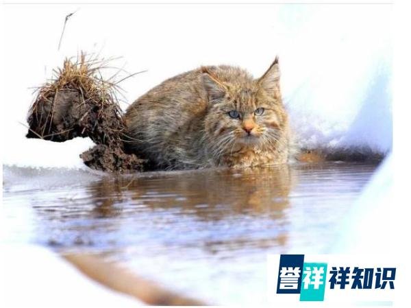 敦煌西湖保护区首次拍到荒漠猫，既软萌又有点凶！