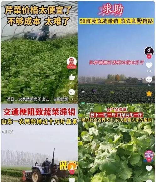 困在地里的蔬菜，河南山东河北多地蔬菜滞销，到底“堵”在哪儿？