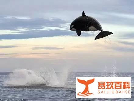 胖子都是潜力股，不信你看…