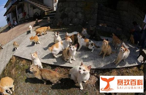 日本“猫岛”60多只猫咪的非自然死亡之谜解开了……