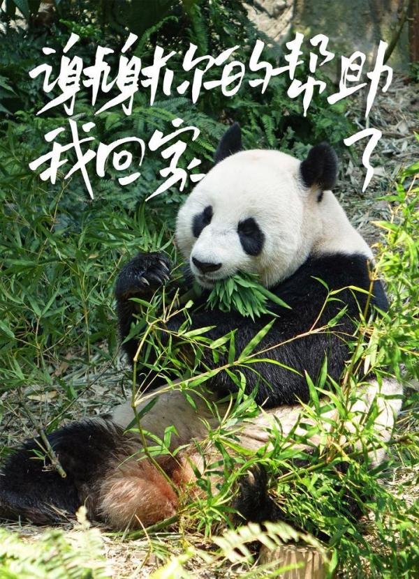 欢迎回家！幸福的丫丫一到机场就收到了竹子