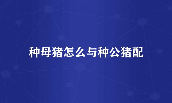 种母猪怎么与种公猪配
