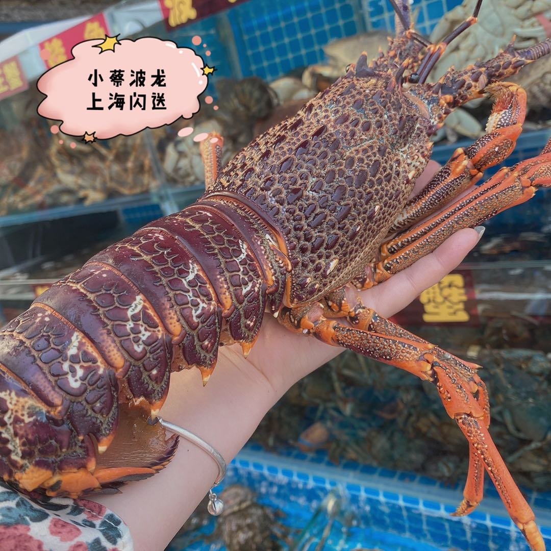 2斤的澳龙大概多少钱一只