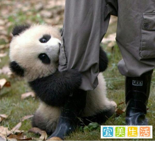 荷兰人感慨：我国花16年时间才借到熊猫，英国反而将熊猫送回中国