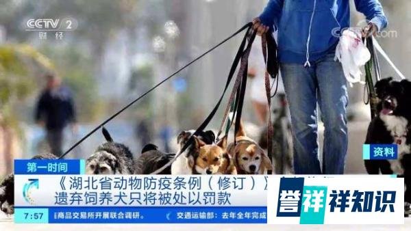 希望的曙光！3月1日起，湖北省遗弃饲养犬最高罚款5000元！