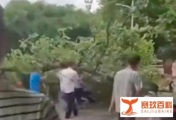 广西大学大树倾倒教师疑被砸身亡，学校回应：确有此事，正在处理
