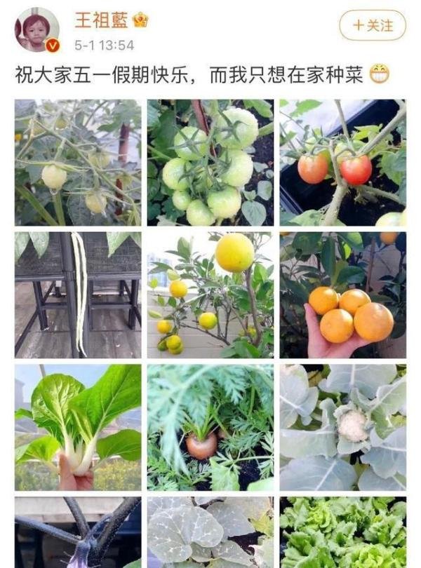王祖蓝五一只想在家种菜 这是咋情况？