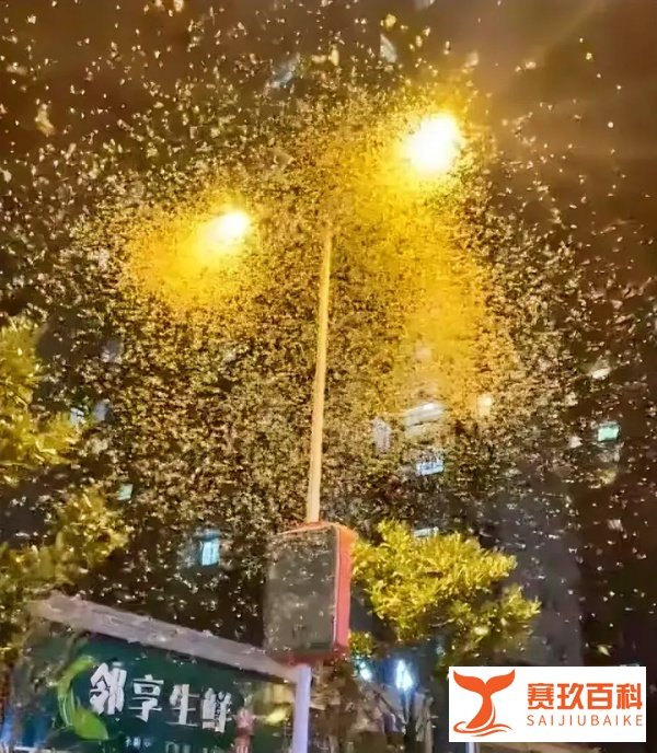 河南信阳一大桥夜晚出现不明飞虫引起公众猜测和热议