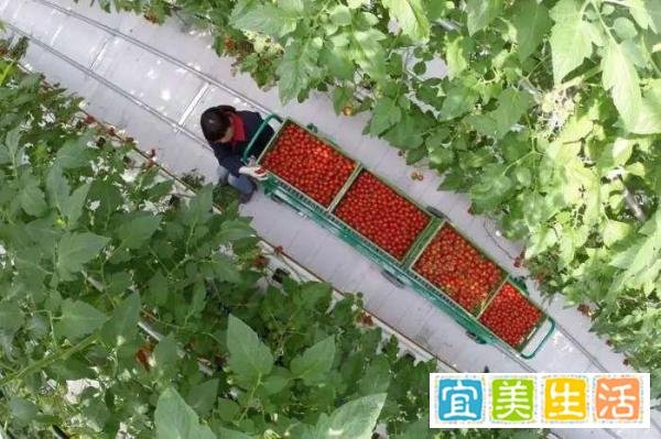 沈阳一批圣女果内外包装阳性，已致11人感染！
