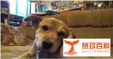 【萌宠】我愿意在这等你十年！只为你