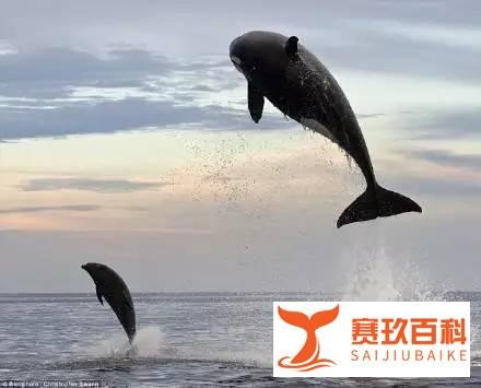 胖子都是潜力股，不信你看…