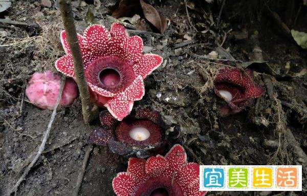 印尼朋古鲁村民发现臭尸百合 长相奇特——荒原猫的茶话会