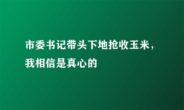 市委书记带头下地抢收玉米，我相信是真心的