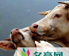 没事放放牛个人资料在哪里直播 主播没事放放牛怎么走红的现在怎么样