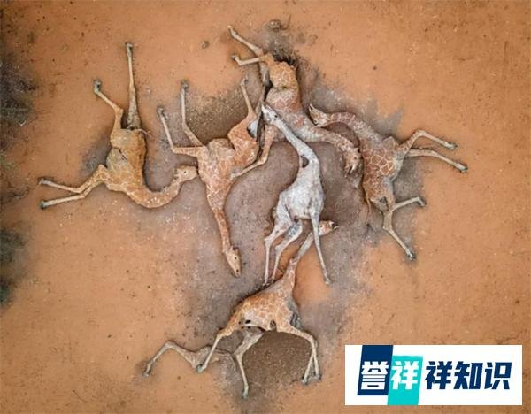 6只长颈鹿螺旋状死在地上，210万人被牵连，肯尼亚为何如此干旱？
