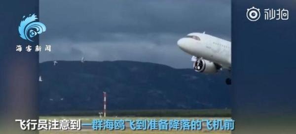海鸥被吸入挪威客机瞬间蒸发 这是咋情况？