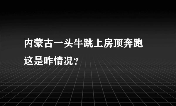 内蒙古一头牛跳上房顶奔跑 这是咋情况？